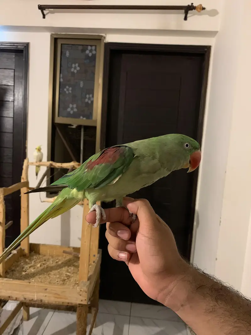 Raw Parrot Pair — photo 2