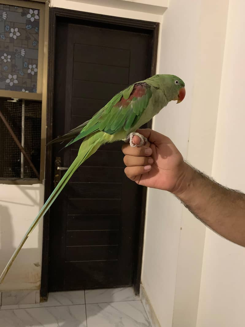 Raw Parrot Pair 3