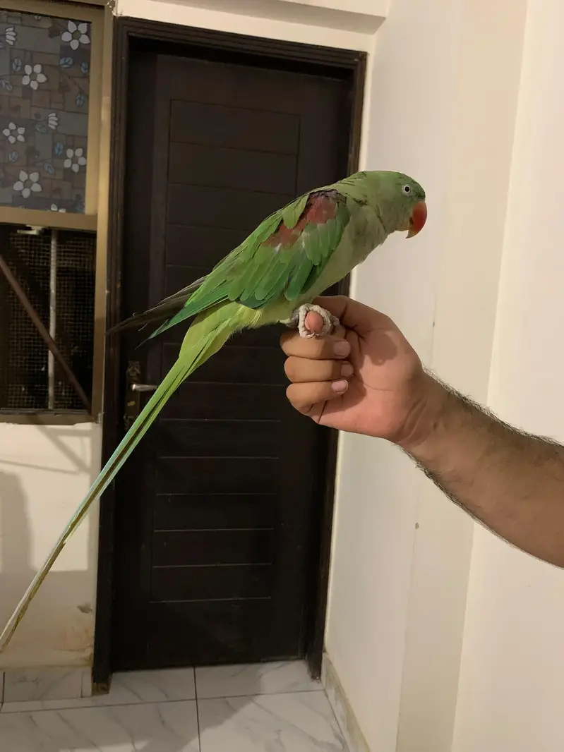 Raw Parrot Pair — photo 4