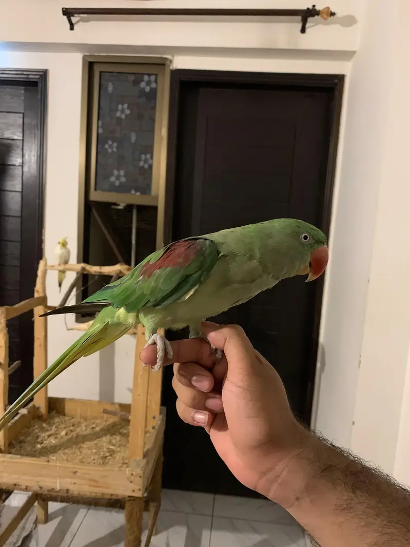 Raw Parrot Pair — photo 5