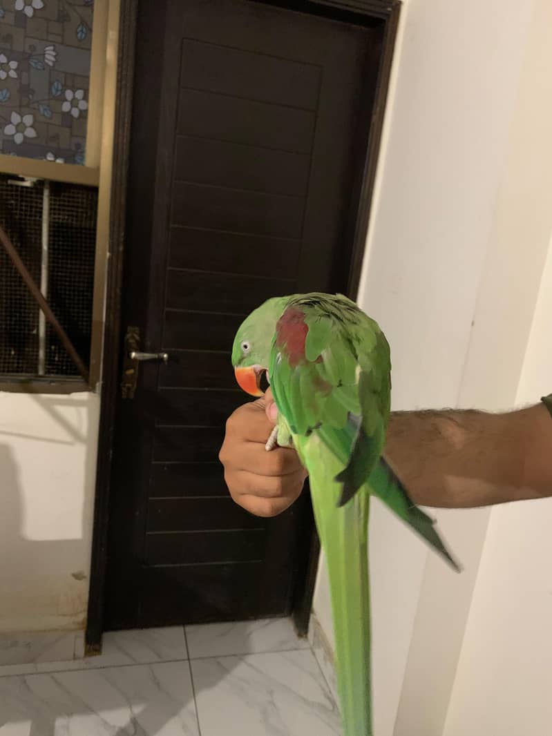 Raw Parrot Pair 5