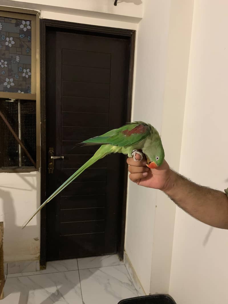 Raw Parrot Pair 6