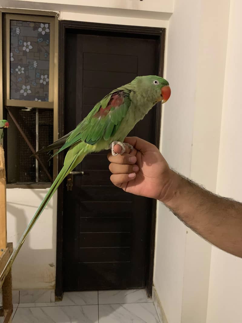 Raw Parrot Pair 7