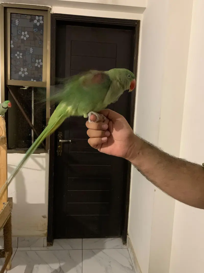 Raw Parrot Pair — photo 9