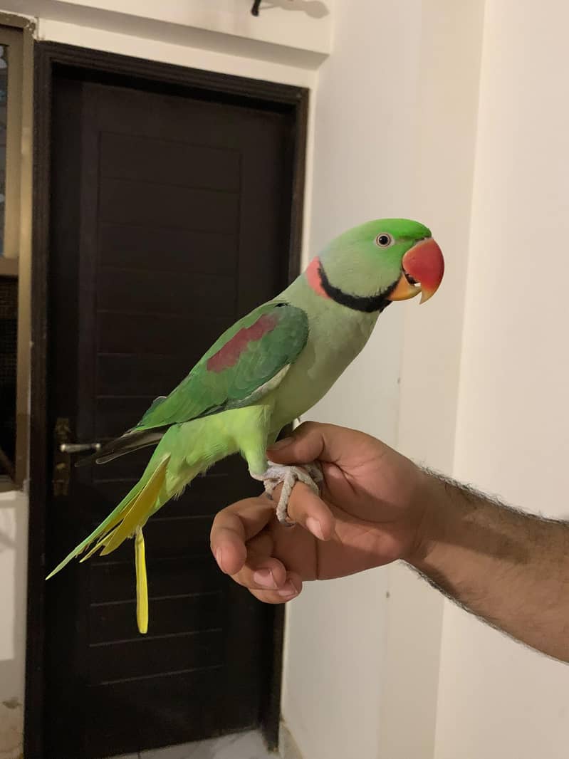 Raw Parrot Pair 9