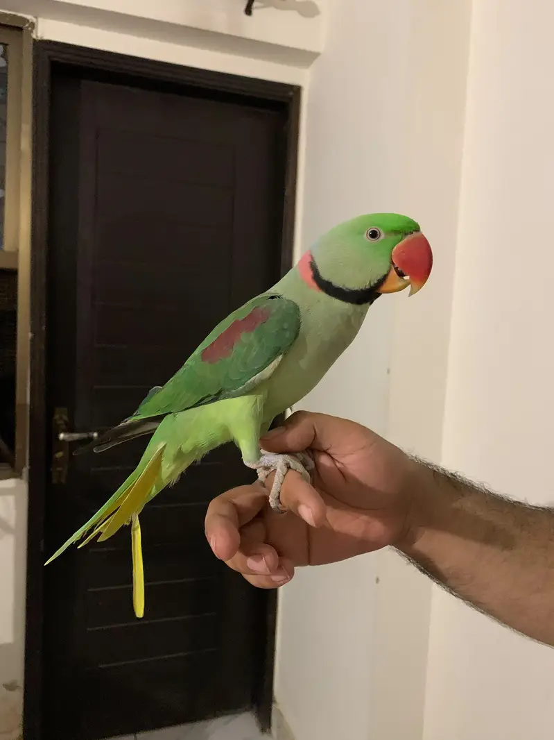 Raw Parrot Pair — photo 10
