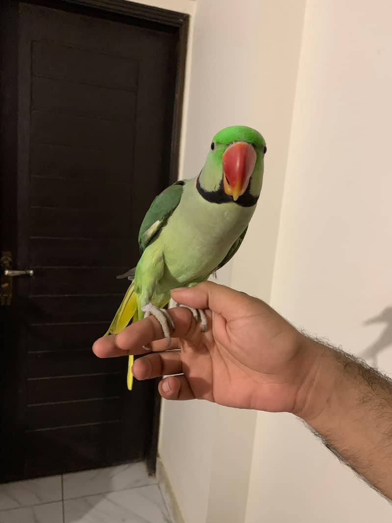 Raw Parrot Pair 10