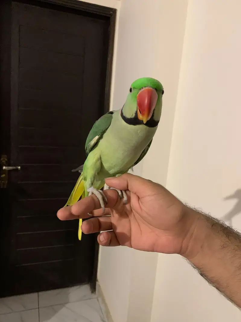 Raw Parrot Pair — photo 11