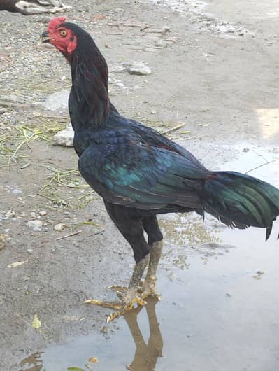 this chicken breeds is Panus pokye.