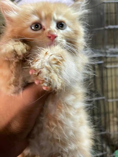 parsian kitten