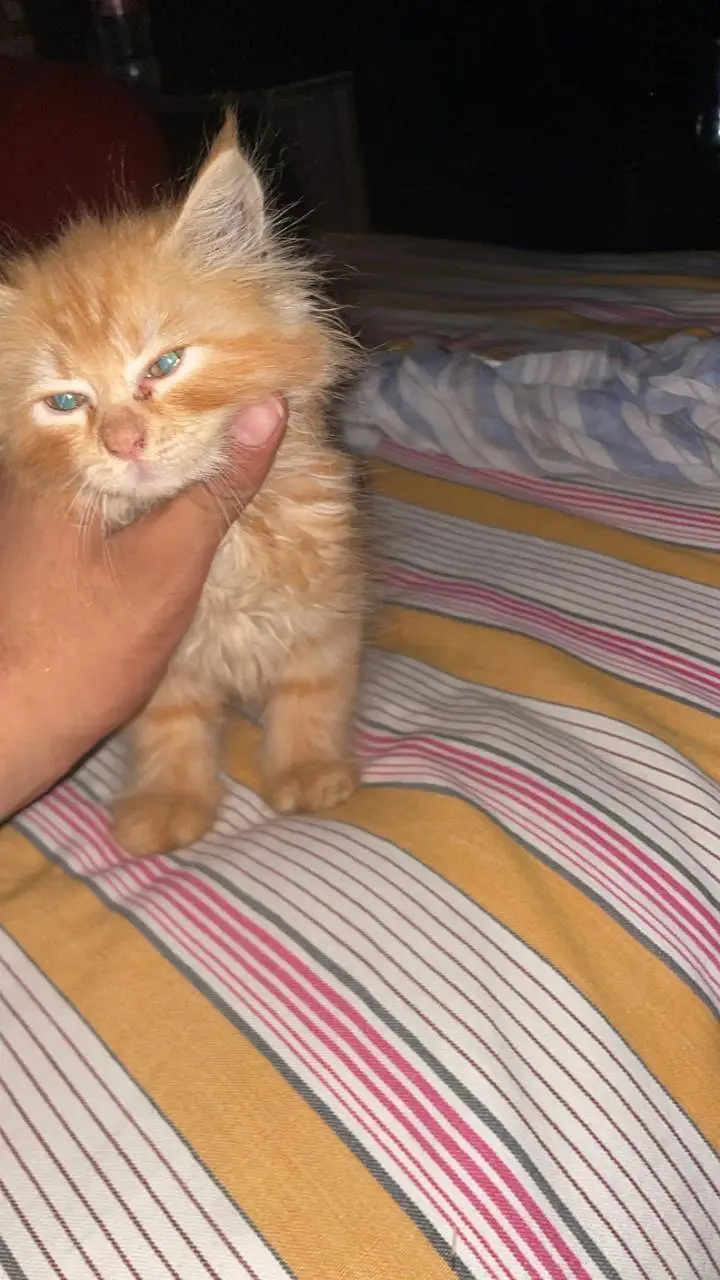 parsian kitten — photo 2
