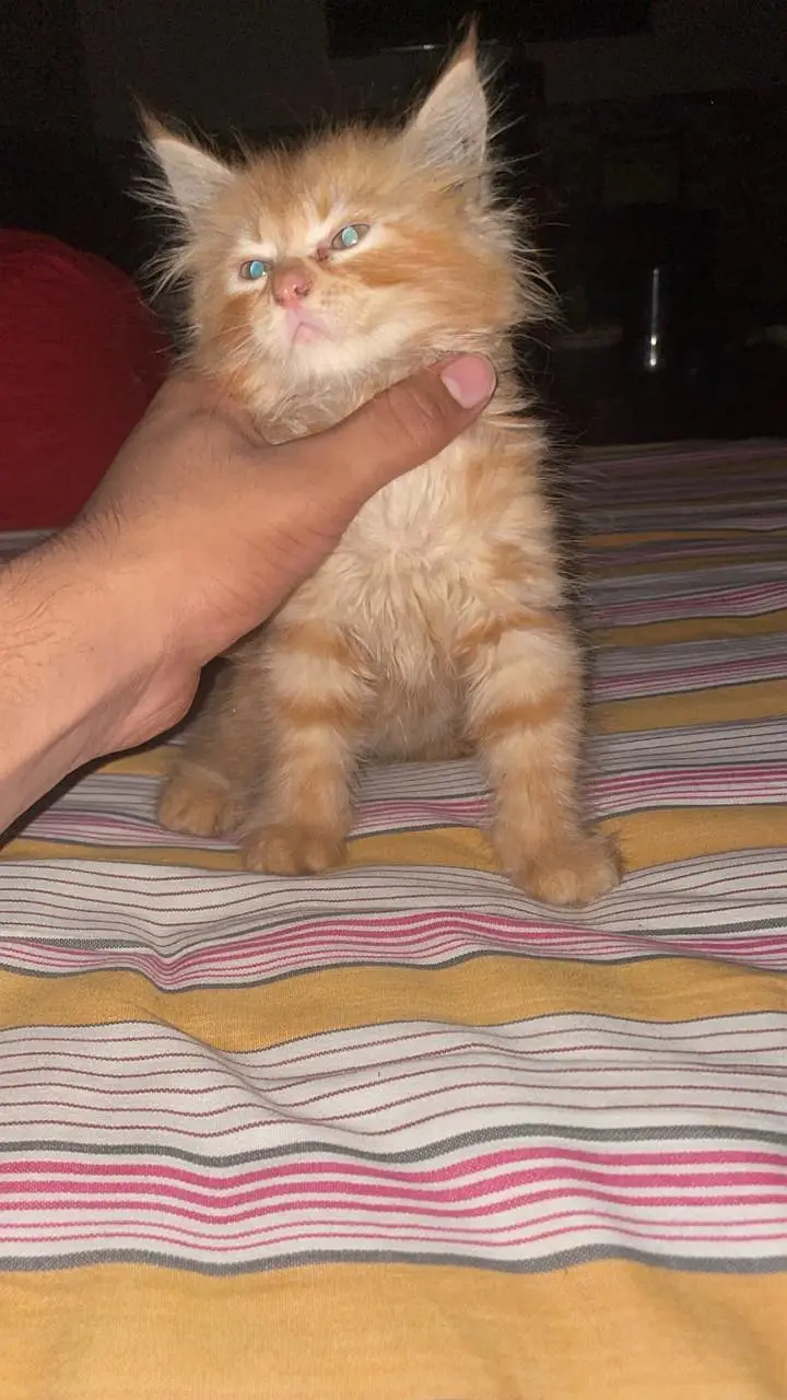 parsian kitten — photo 3