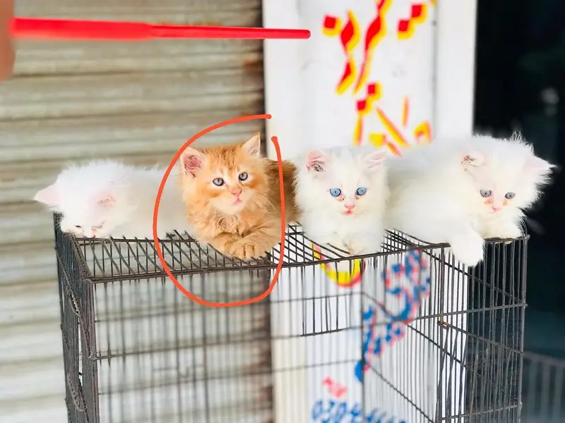 parsian kitten — photo 4