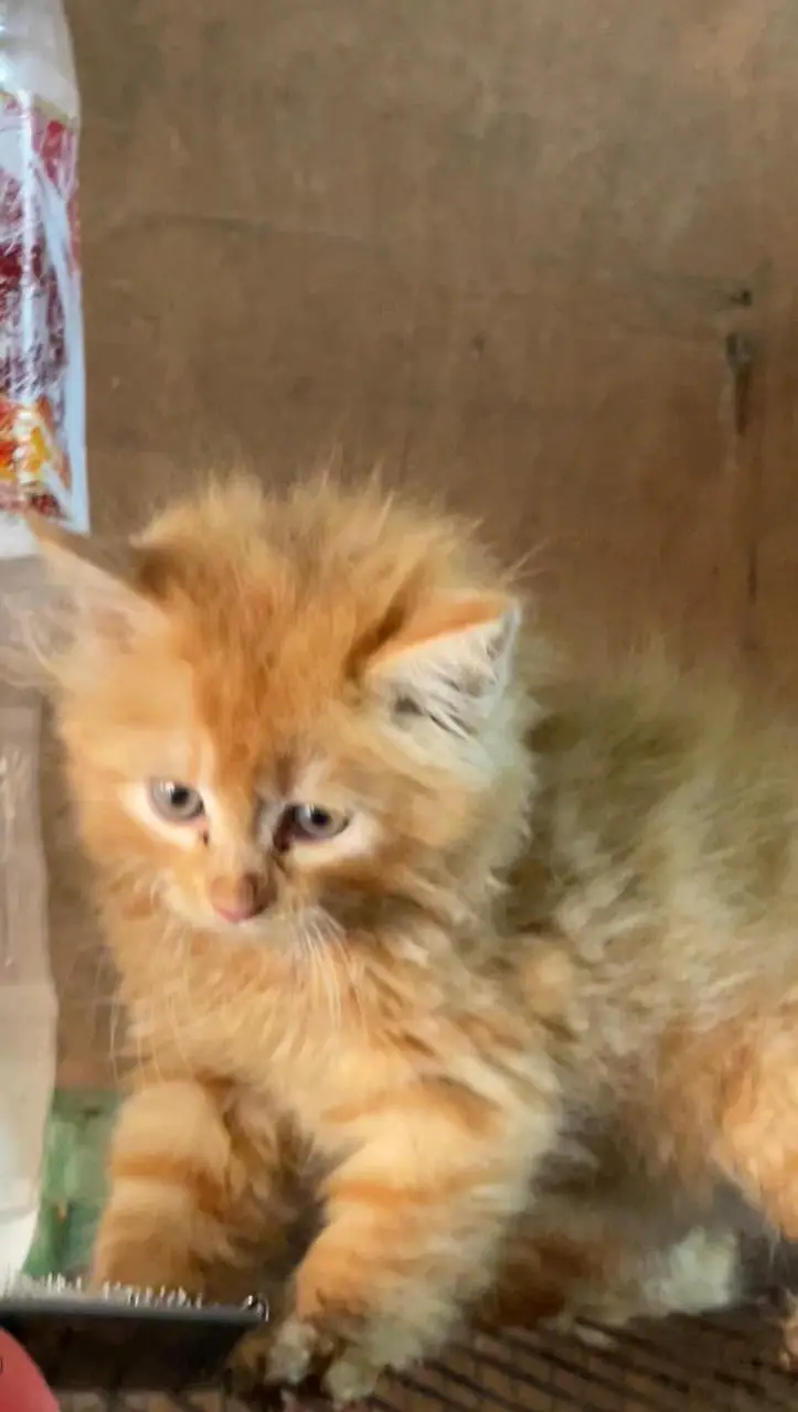 parsian kitten — photo 5