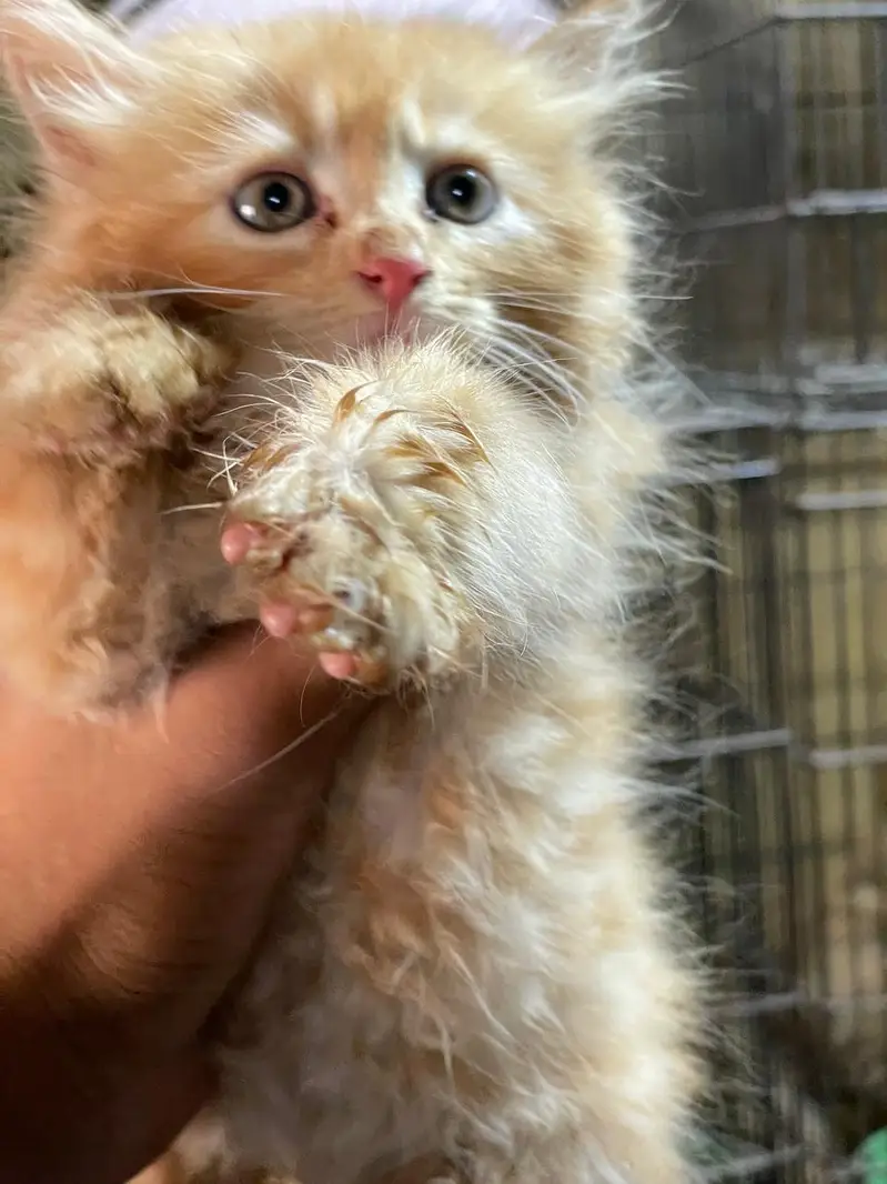 parsian kitten — photo 6