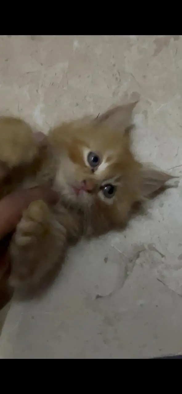 parsian kitten — photo 7