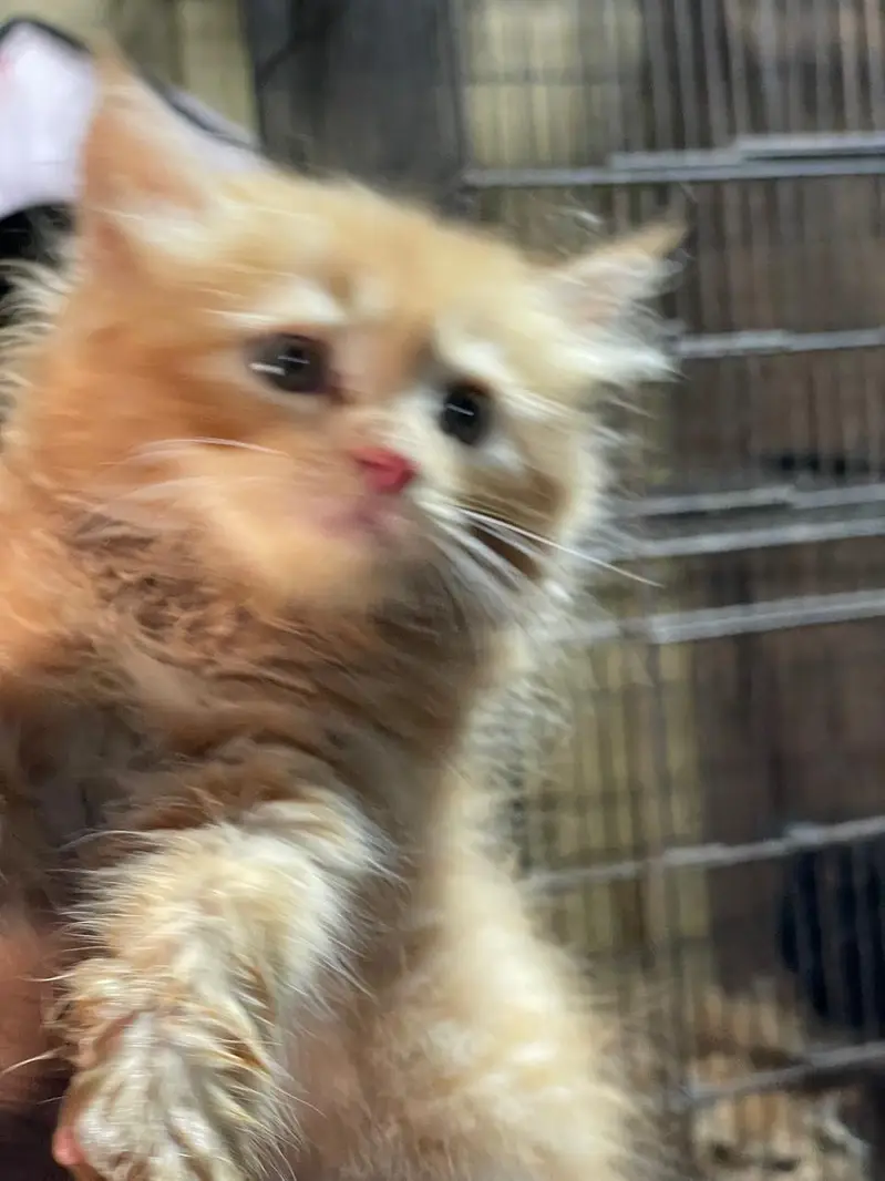 parsian kitten — photo 8