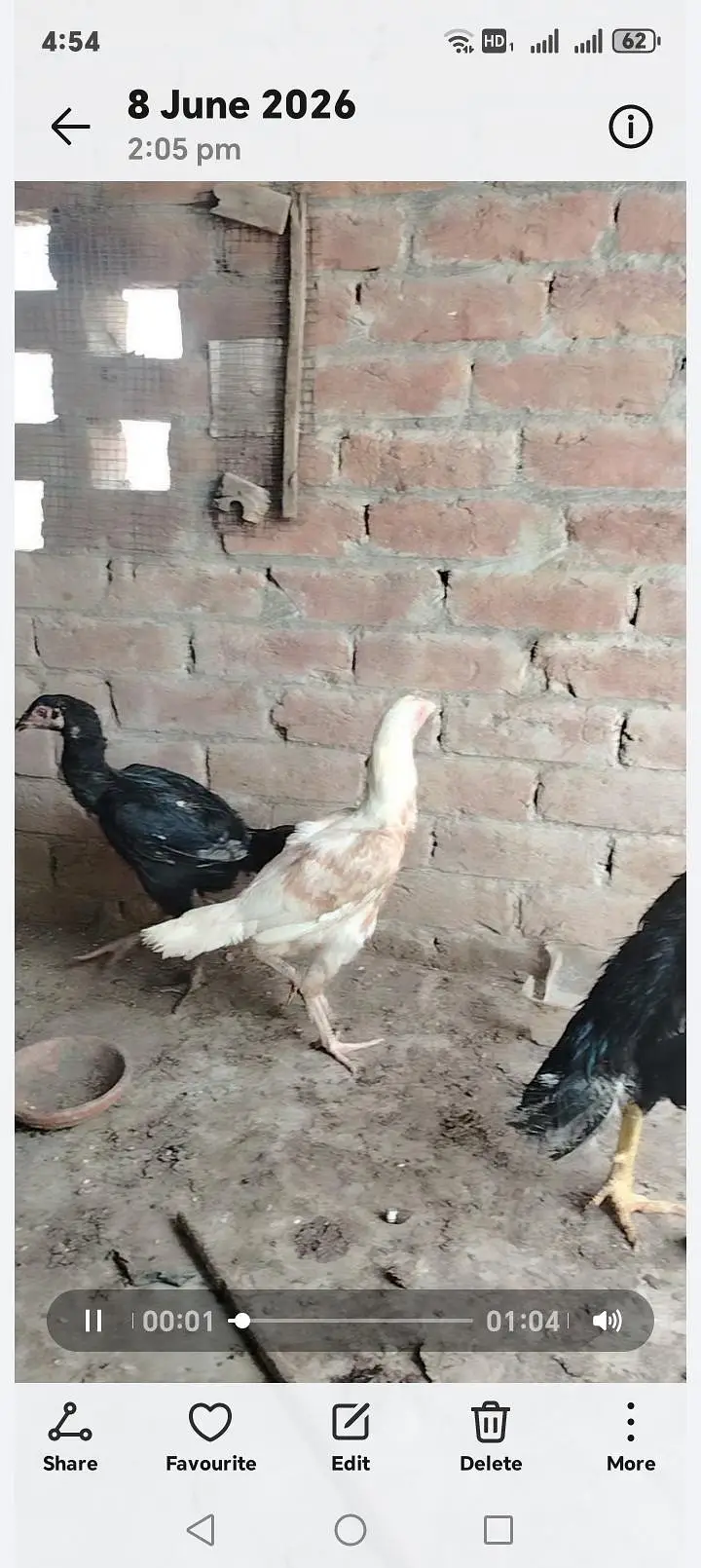 aseel females — photo 2