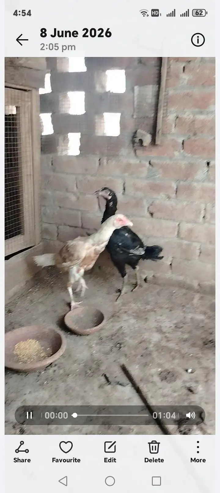 aseel females — photo 4