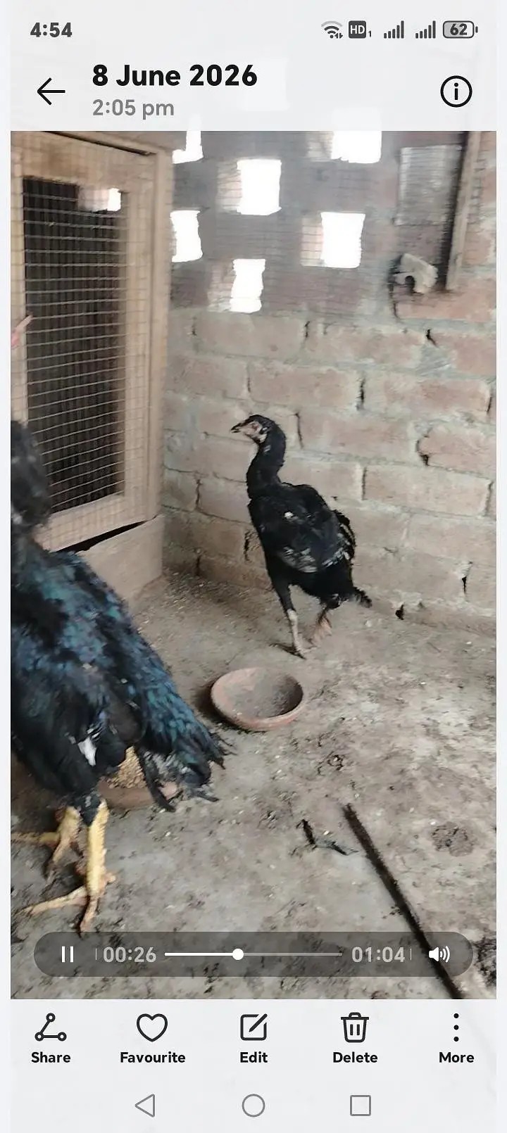 aseel females — photo 5