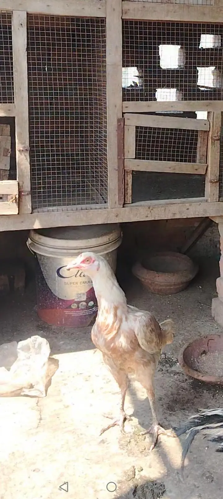 aseel females — photo 6