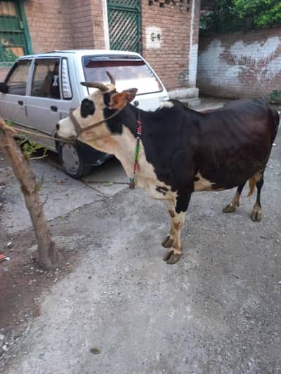 Achi ghwa da 7 myasht e shoro da