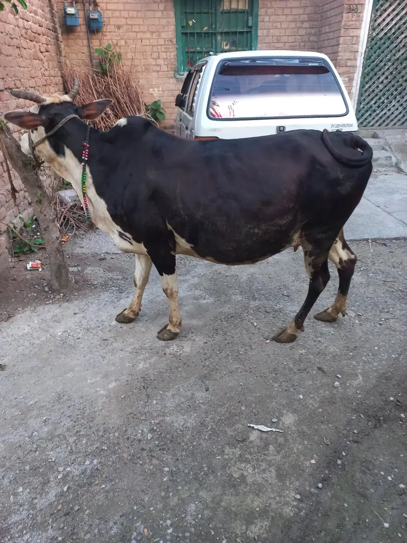 Achi ghwa da 7 myasht e shoro da — photo 2
