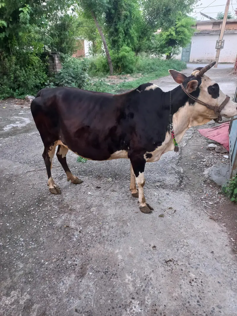 Achi ghwa da 7 myasht e shoro da — photo 3
