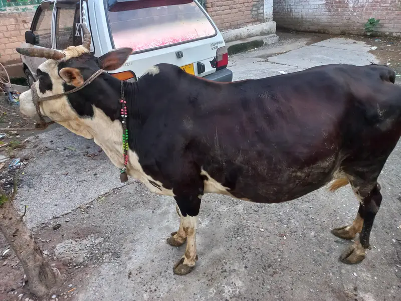Achi ghwa da 7 myasht e shoro da — photo 4