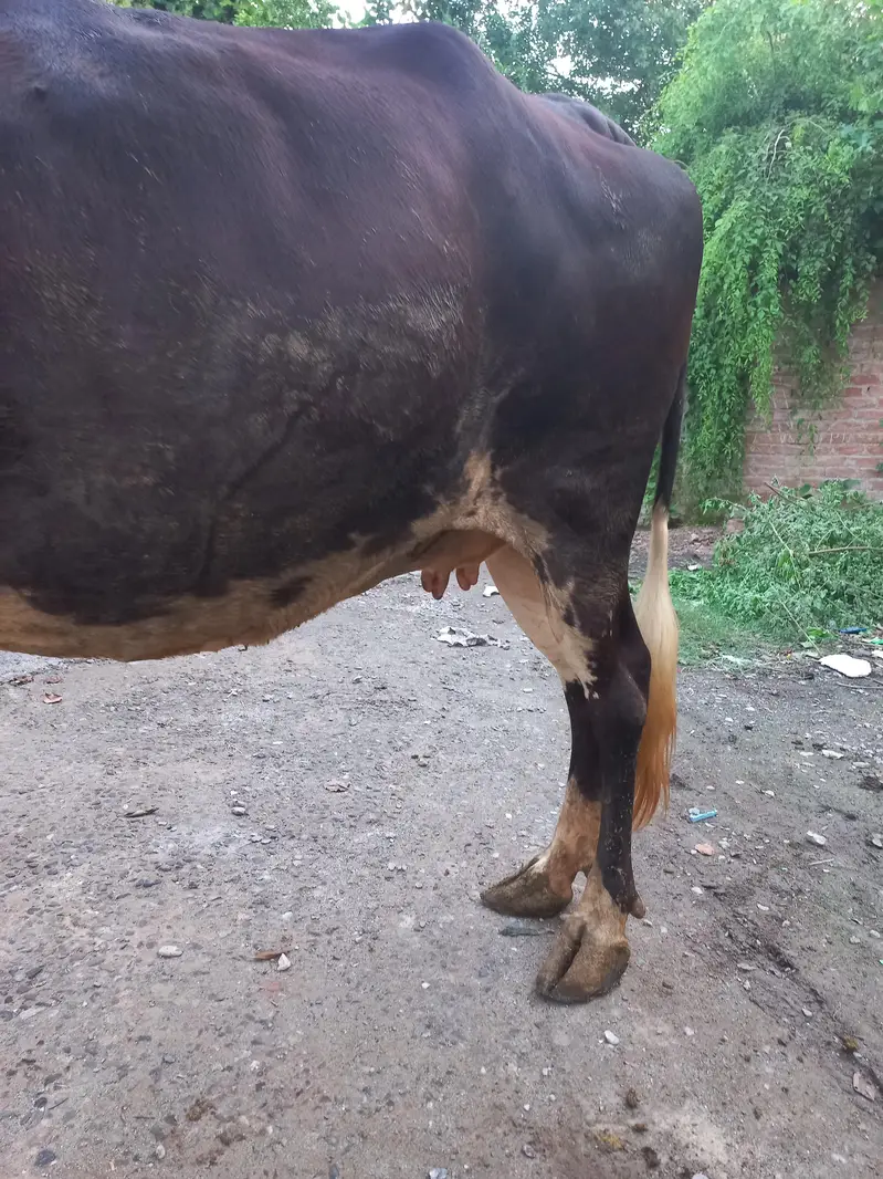 Achi ghwa da 7 myasht e shoro da — photo 5