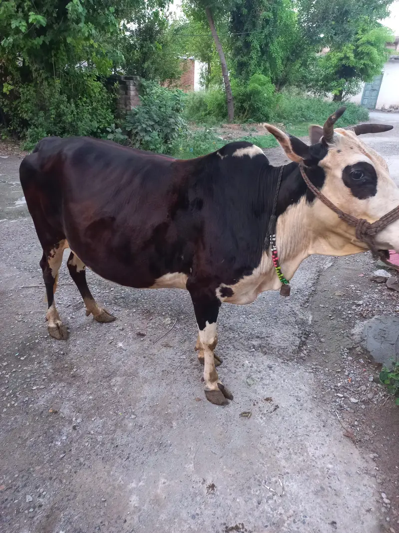 Achi ghwa da 7 myasht e shoro da — photo 6