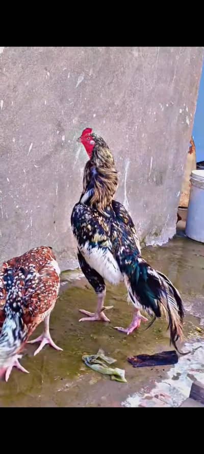 Aseel Pure Mianwali Birds Pair 03254127533