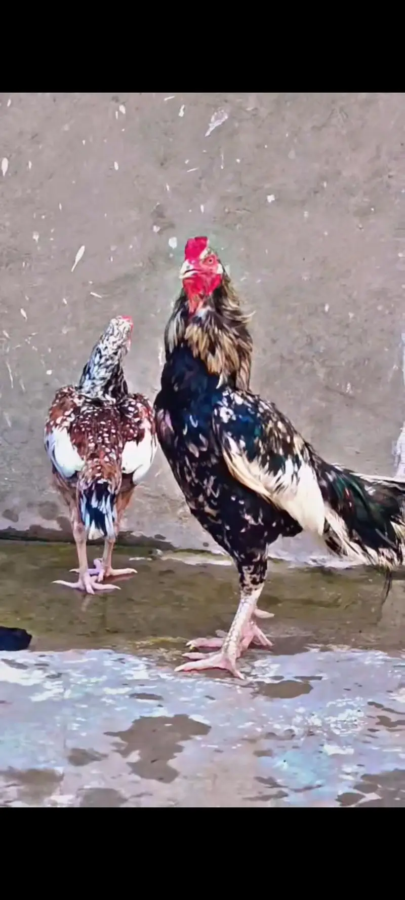 Aseel Pure Mianwali Birds Pair 03254127533 — photo 2