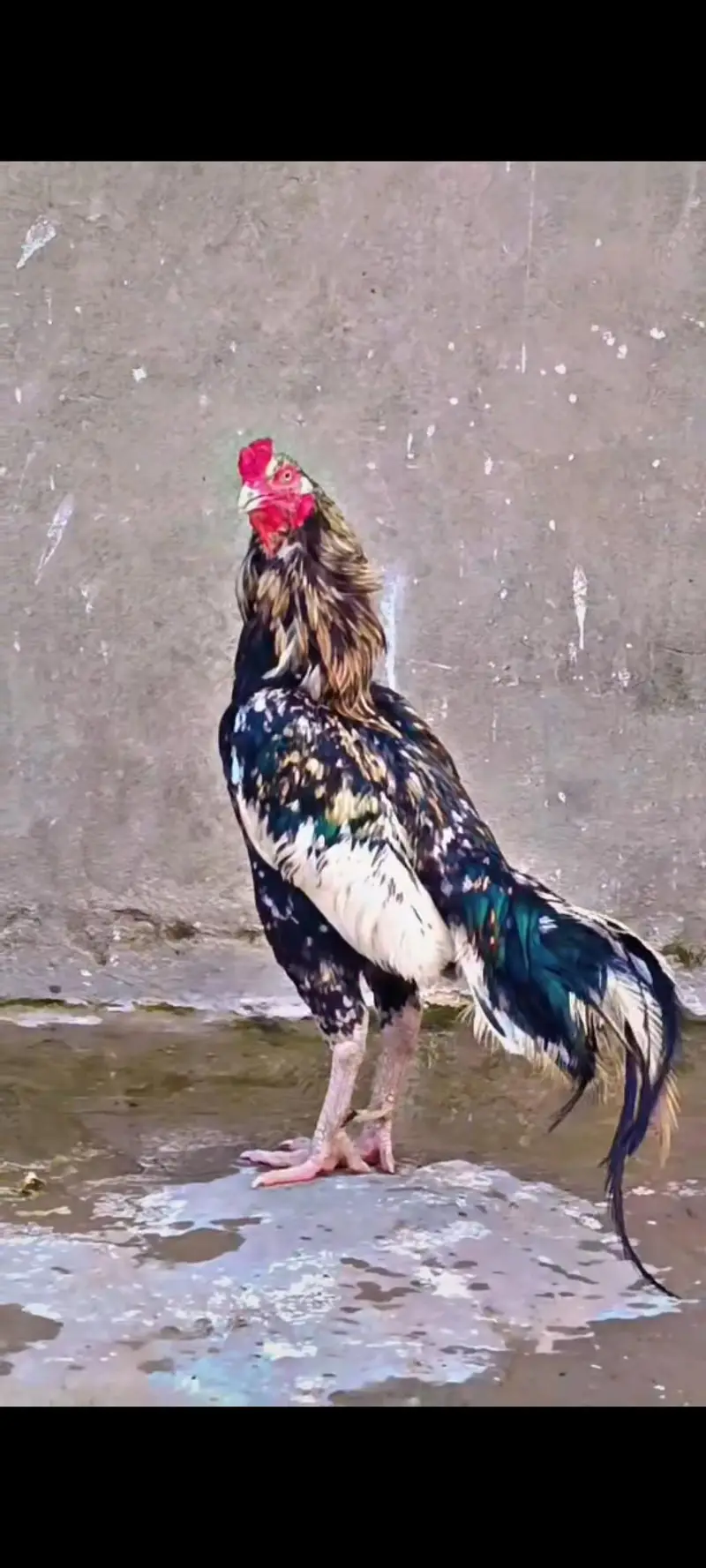 Aseel Pure Mianwali Birds Pair 03254127533 — photo 3