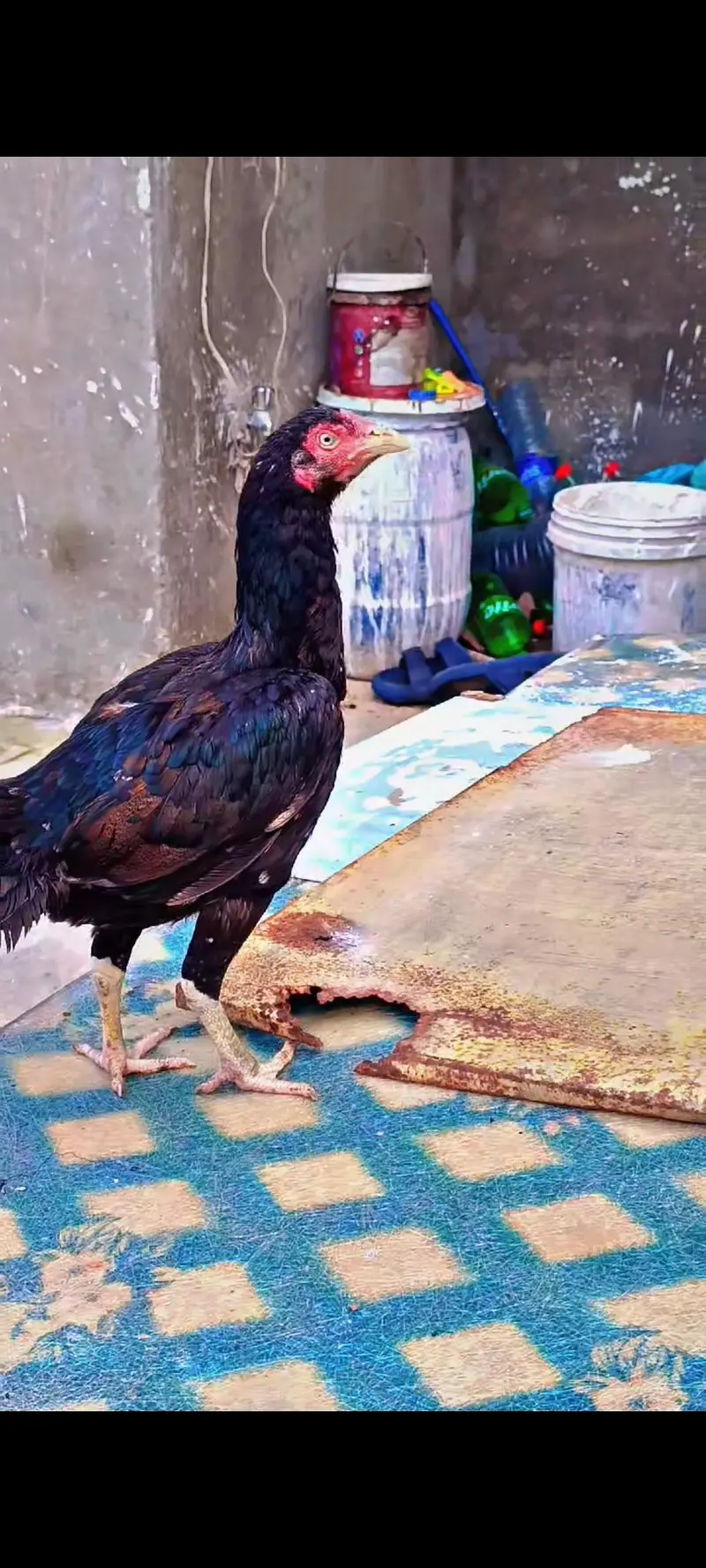 Aseel Pure Mianwali Birds Pair 03254127533 — photo 4