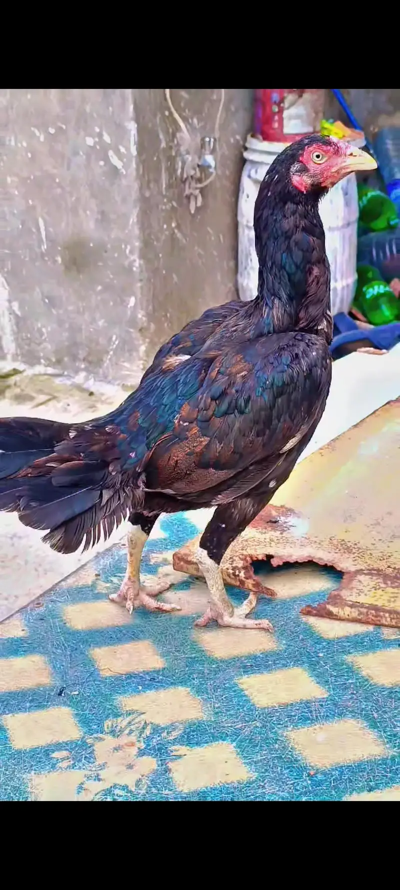 Aseel Pure Mianwali Birds Pair 03254127533 — photo 5