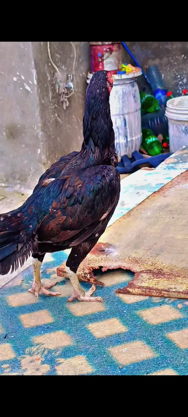 Aseel Pure Mianwali Birds Pair 03254127533 — photo 6