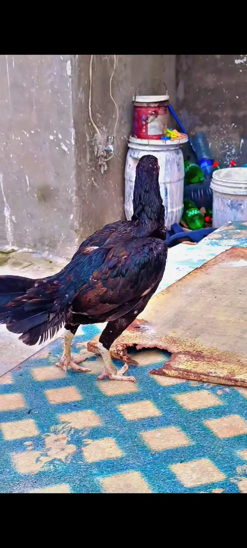 Aseel Pure Mianwali Birds Pair 03254127533 — photo 7