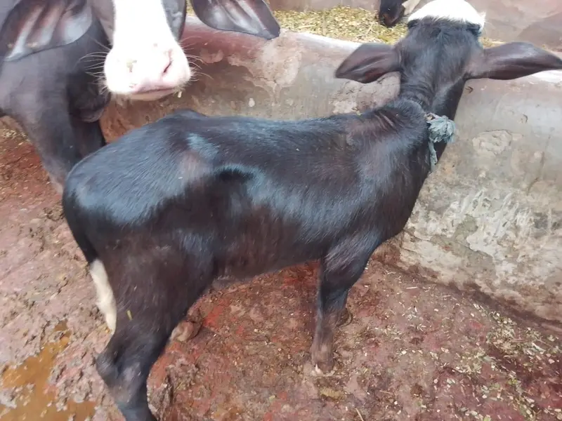 بھینس فور سیل — photo 3