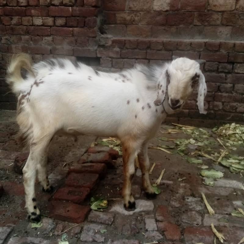 Desi bakra 0