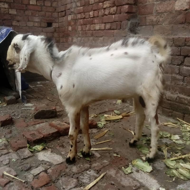 Desi bakra 1