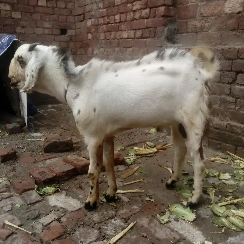 Desi bakra — photo 2