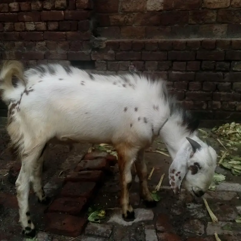 Desi bakra — photo 3