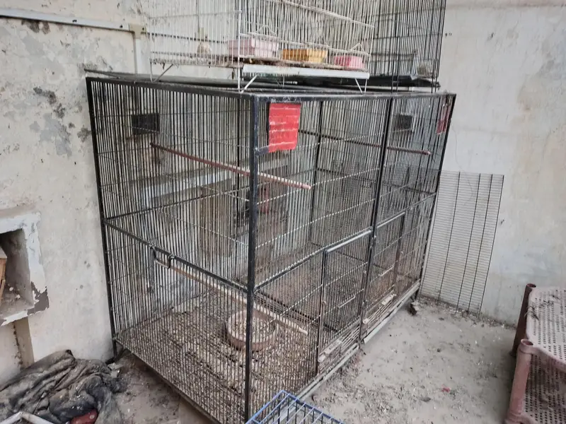 Heavy-Duty Large Parrot Cage for Sale — photo 2