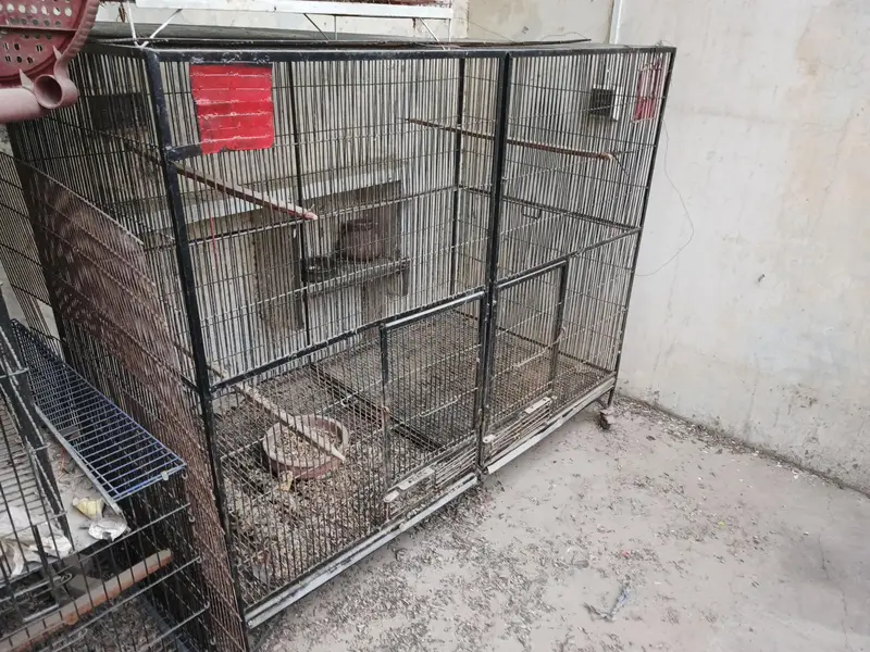 Heavy-Duty Large Parrot Cage for Sale — photo 4