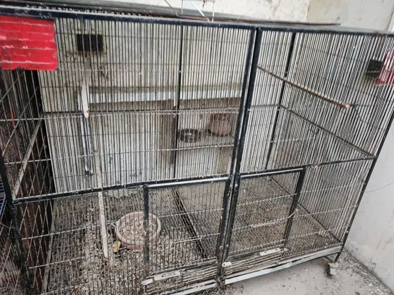 Heavy-Duty Large Parrot Cage for Sale — photo 5