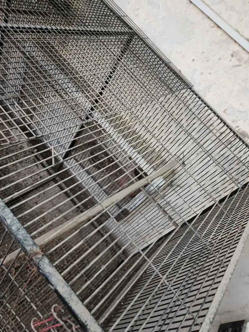 Heavy-Duty Large Parrot Cage for Sale — photo 6