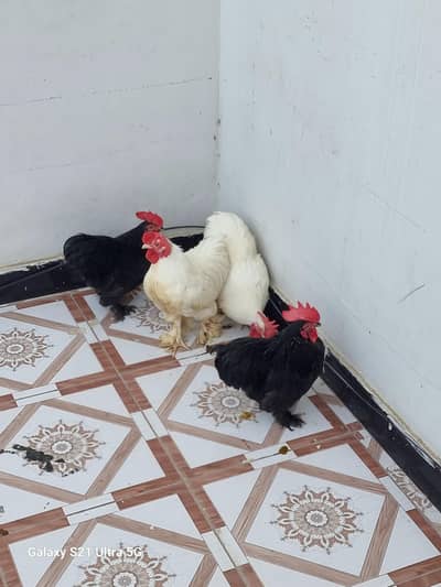 Black and white Bantan Males for sale