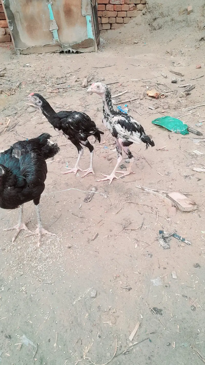 Aseel mushki murgi with 2 chick whatsapp number 03161731812 — photo 2