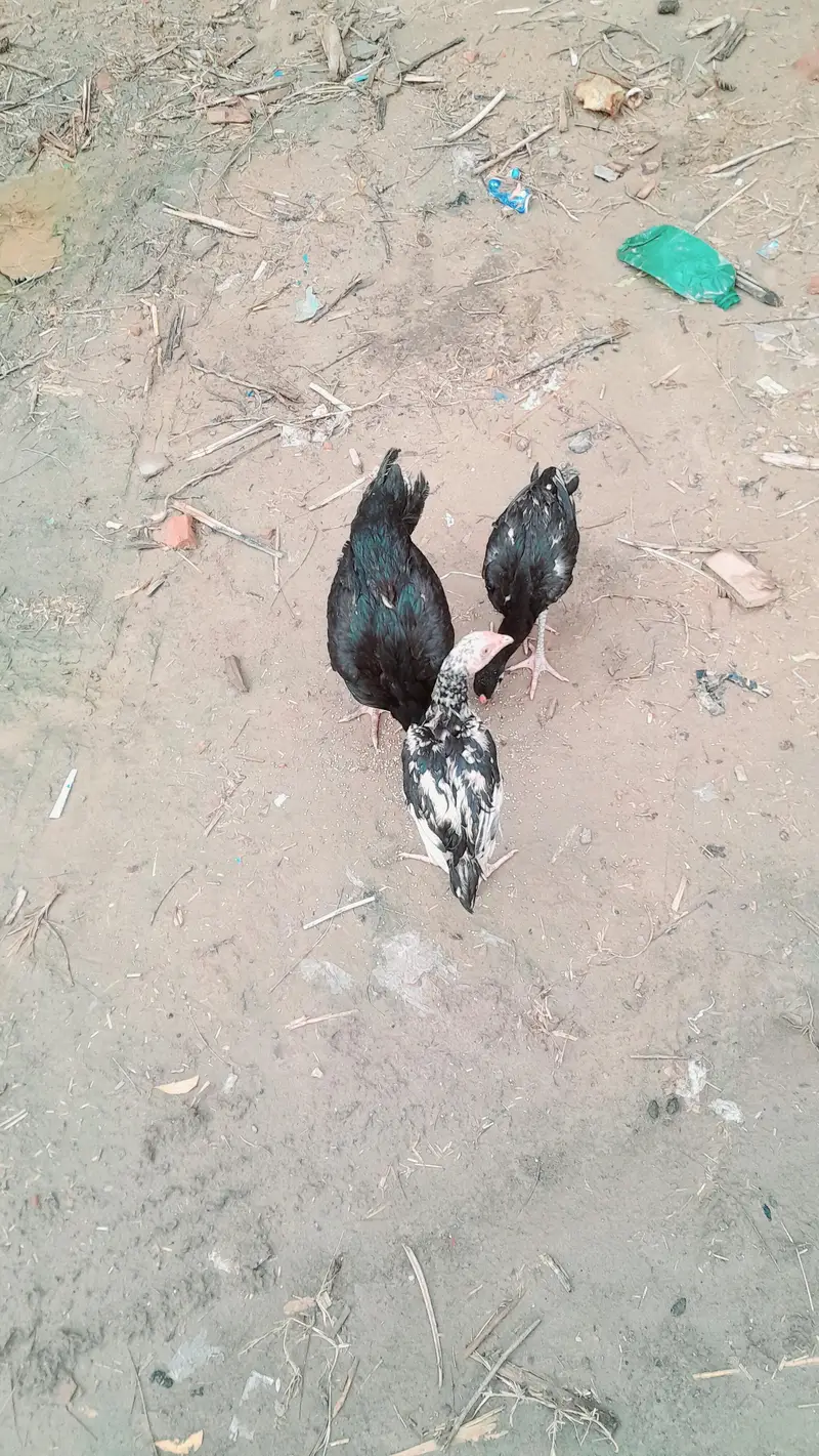 Aseel mushki murgi with 2 chick whatsapp number 03161731812 — photo 3